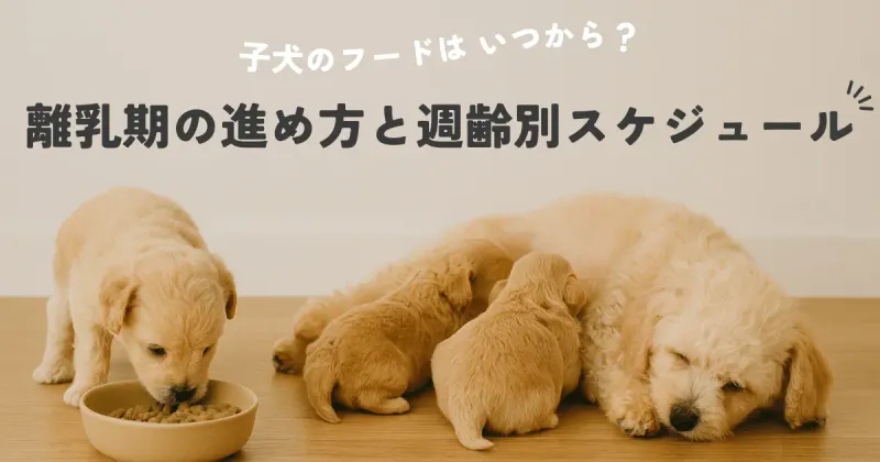 子犬のドライフードはいつから？生後3〜4週齢から始める離乳4ステップ