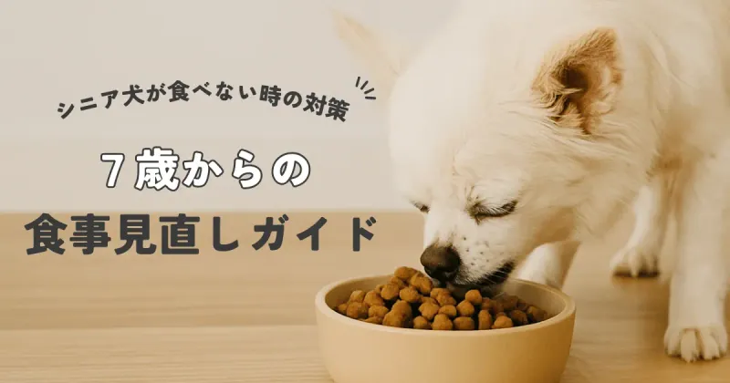 シニア犬の食事対策