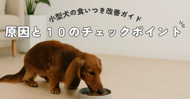 小型犬の食いつき改善ガイド